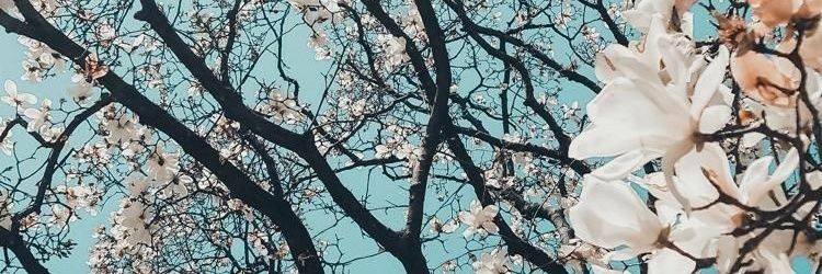 japadasneves's profile banner image