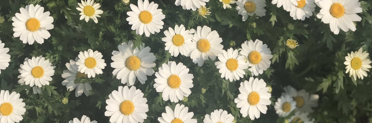 SamanthainJapan's profile banner image