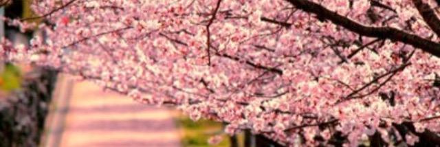 dancergurrl93's profile banner image