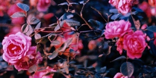 OconnerSong's profile banner image