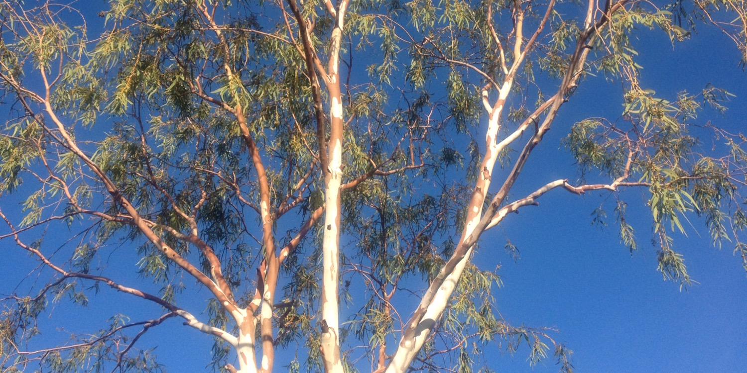 Sally Forsstrom banner