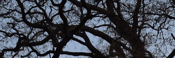 ____Zzs_llt Profile Banner