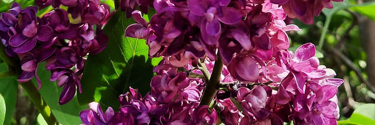 Eifel_live's profile banner image