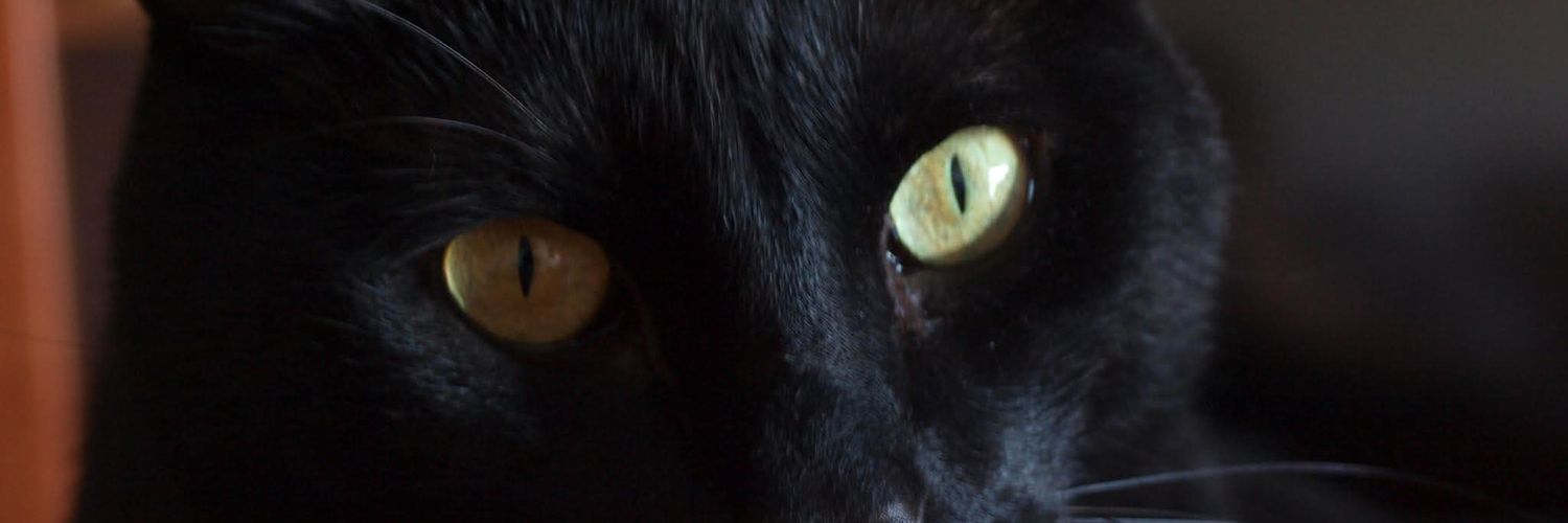 MartaRuso's profile banner image