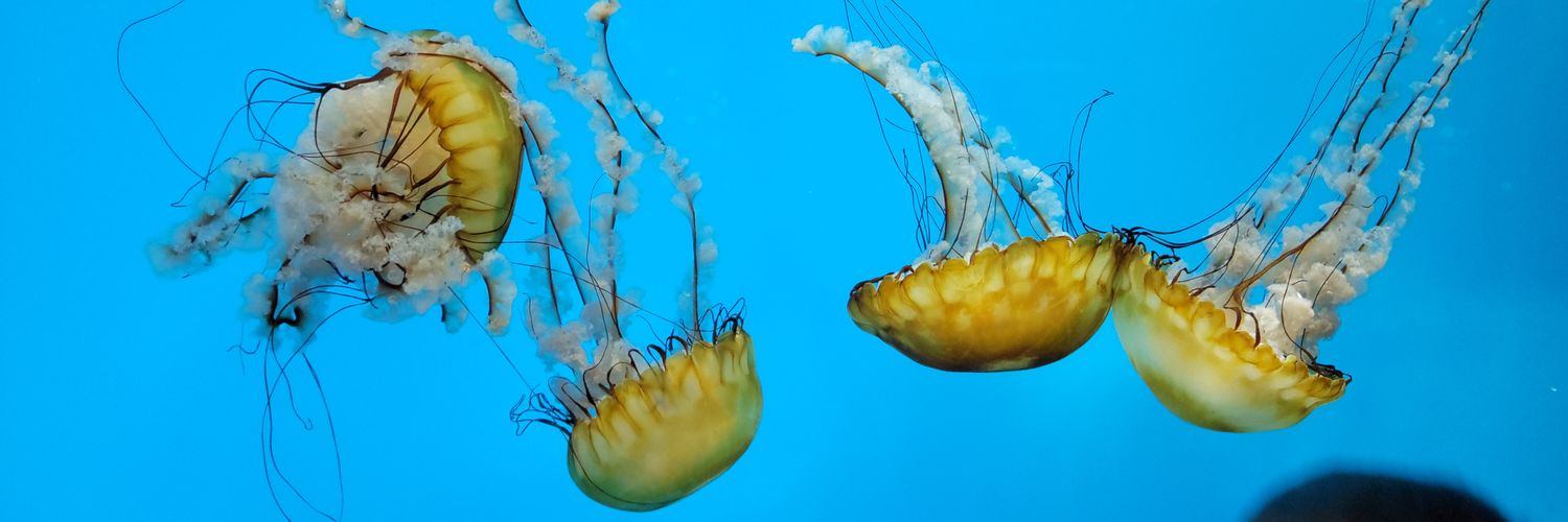 OrganikOctopus banner