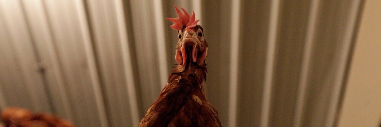 Gavin_Green33's profile banner image