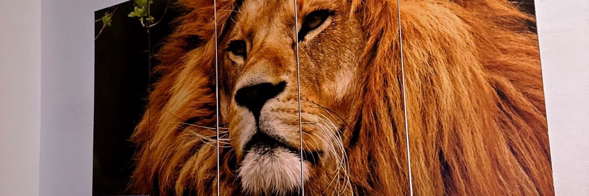 Lucas__Andrew's profile banner image