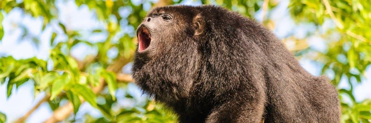 dnaletsaw's profile banner image