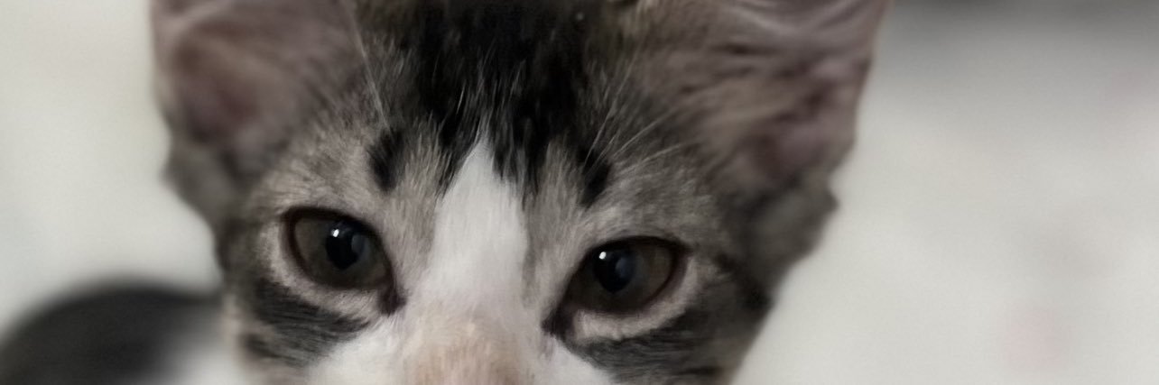 ℳ𝒜ℛℐ𝒜 banner