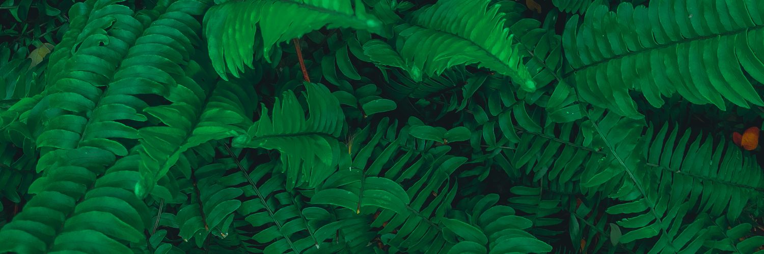 rachmadtsc's profile banner image