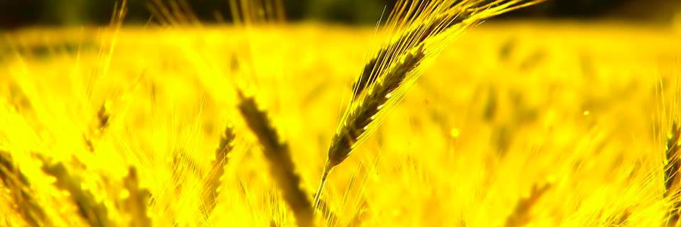 DawinSeed's profile banner image