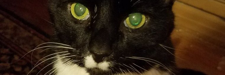 kingofeds's profile banner image
