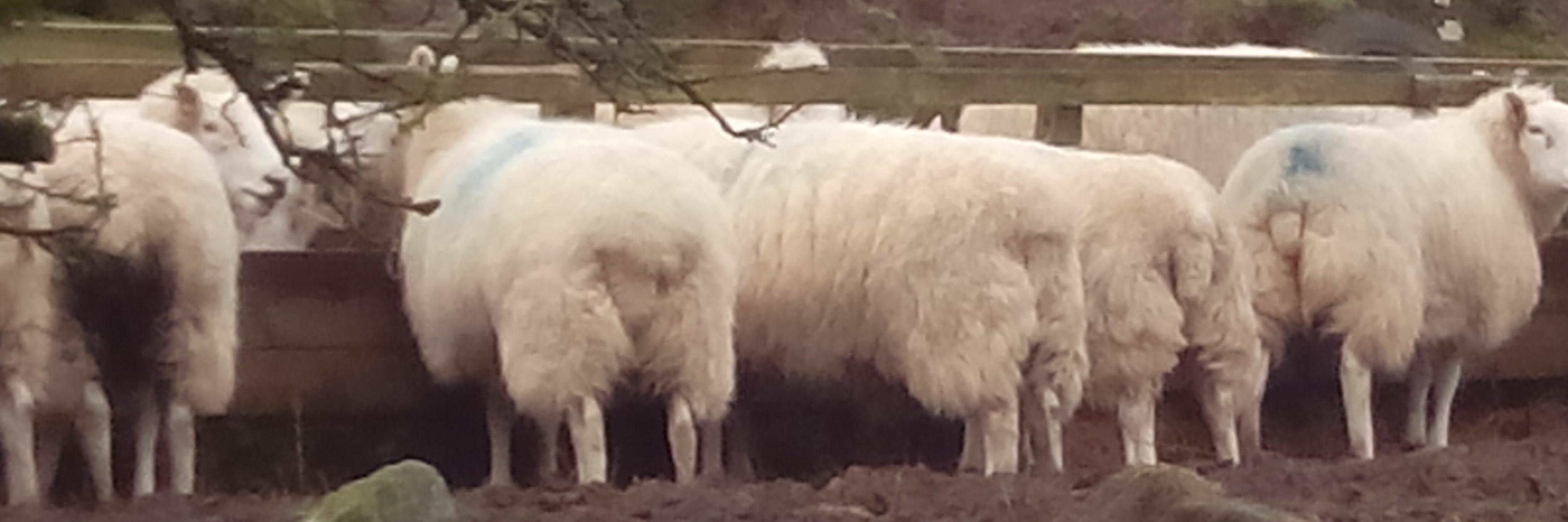 Luis Rodriguez banner