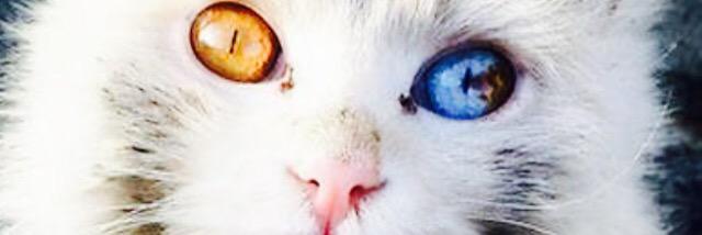 Bryan Oh’Connard « Kybers » banner