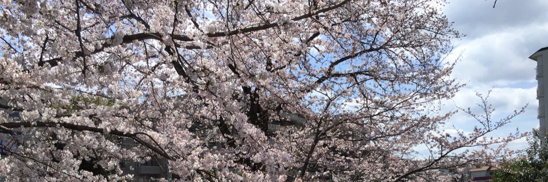 yuka_tdr's profile banner image