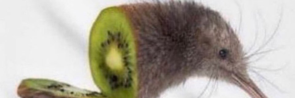 bruno_larini's profile banner image