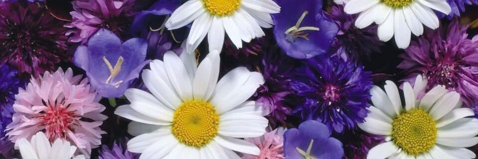 m. banner