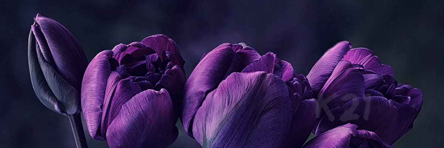 neddynad's profile banner image