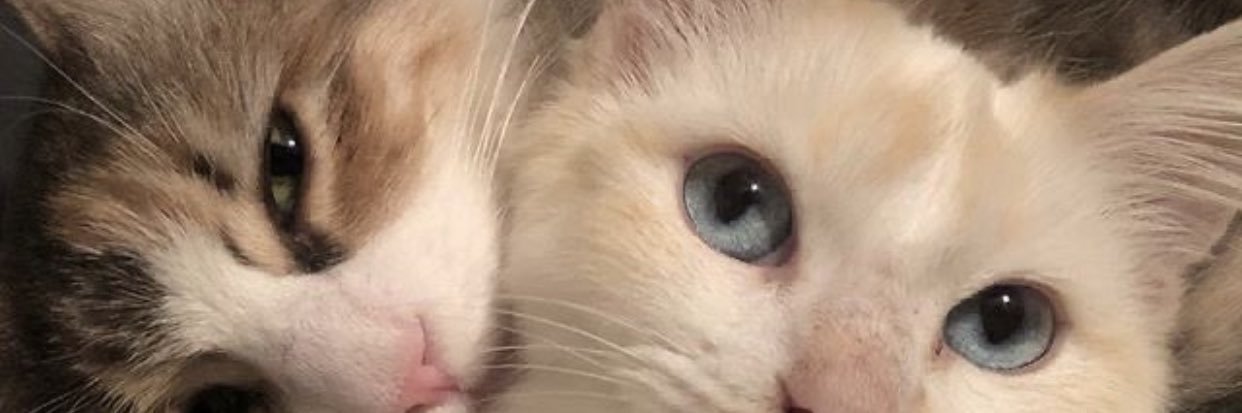StanTMless's profile banner image