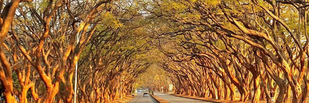 Emmerson k Shonge banner