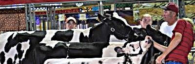 threecollie's profile banner image