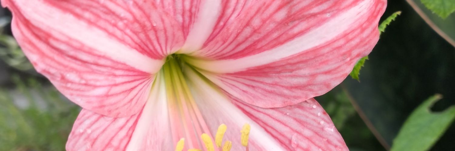 kim_uti's profile banner image