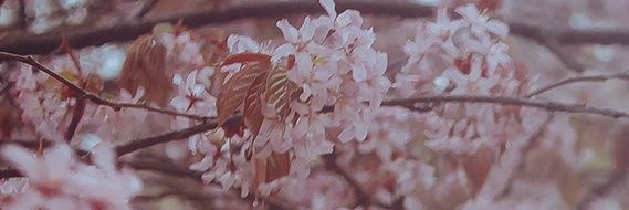 _tigrisha's profile banner image