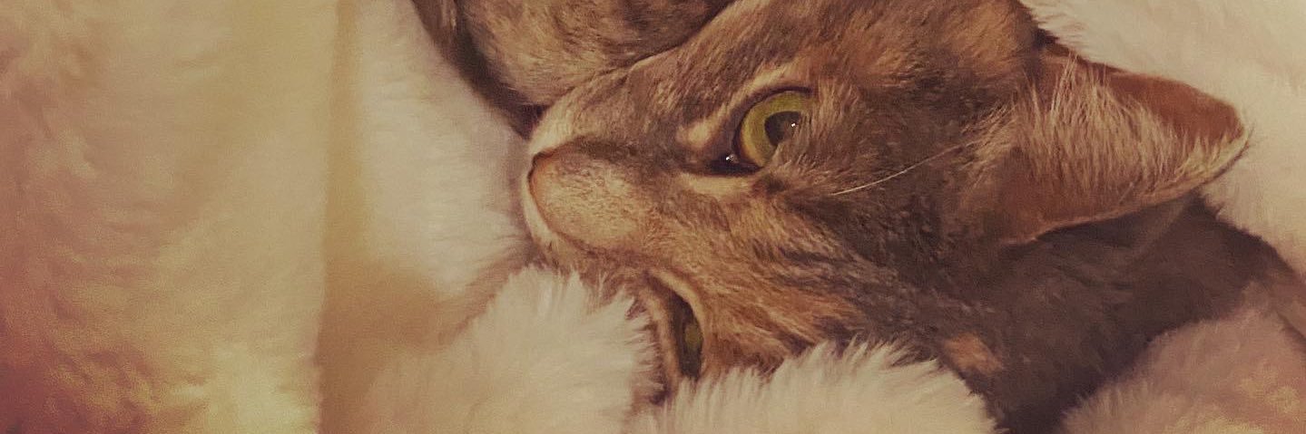 aprilscheiv's profile banner image