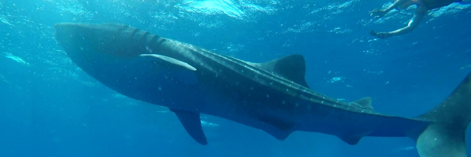 mxwhaleshark's profile banner image