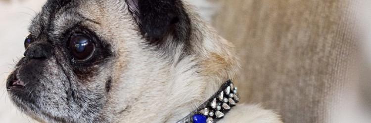 ALP Assistant banner