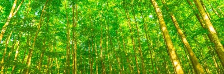 孳孳 banner