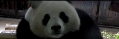 Marcus Edelstein banner