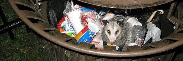 Licursed's profile banner image