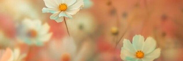 IbCflu's profile banner image