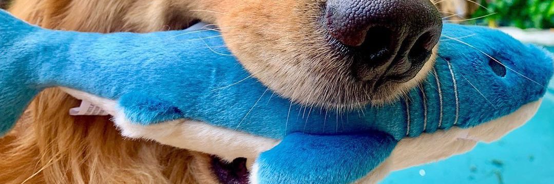 PoochPerks banner