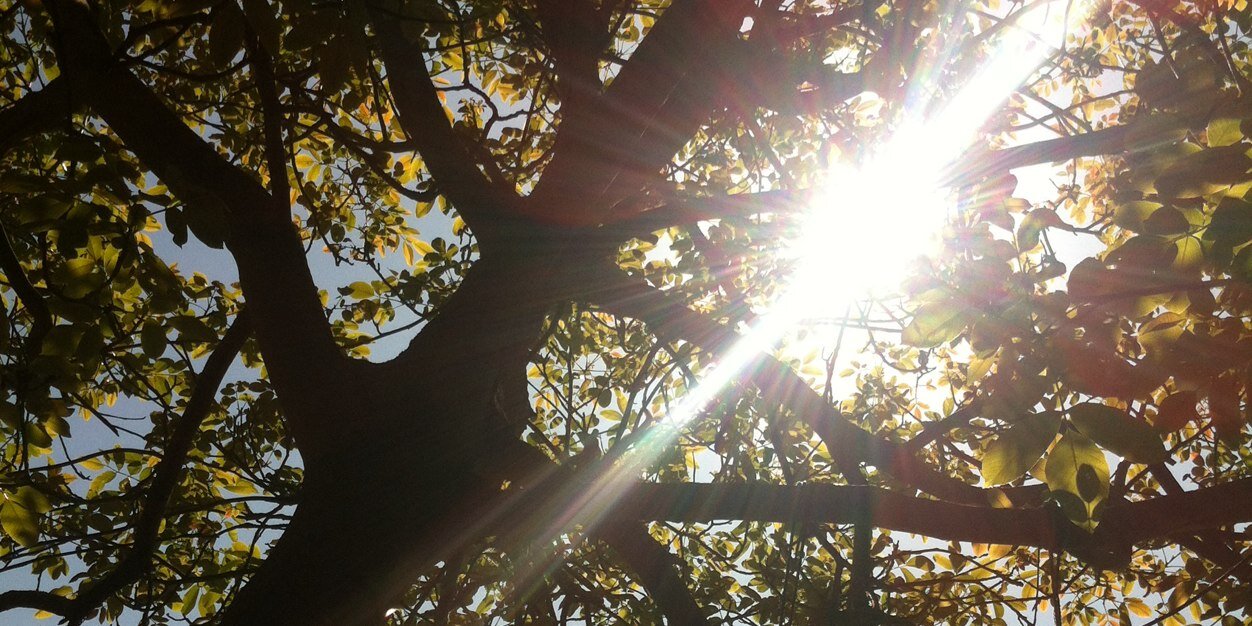 sarah edwards banner