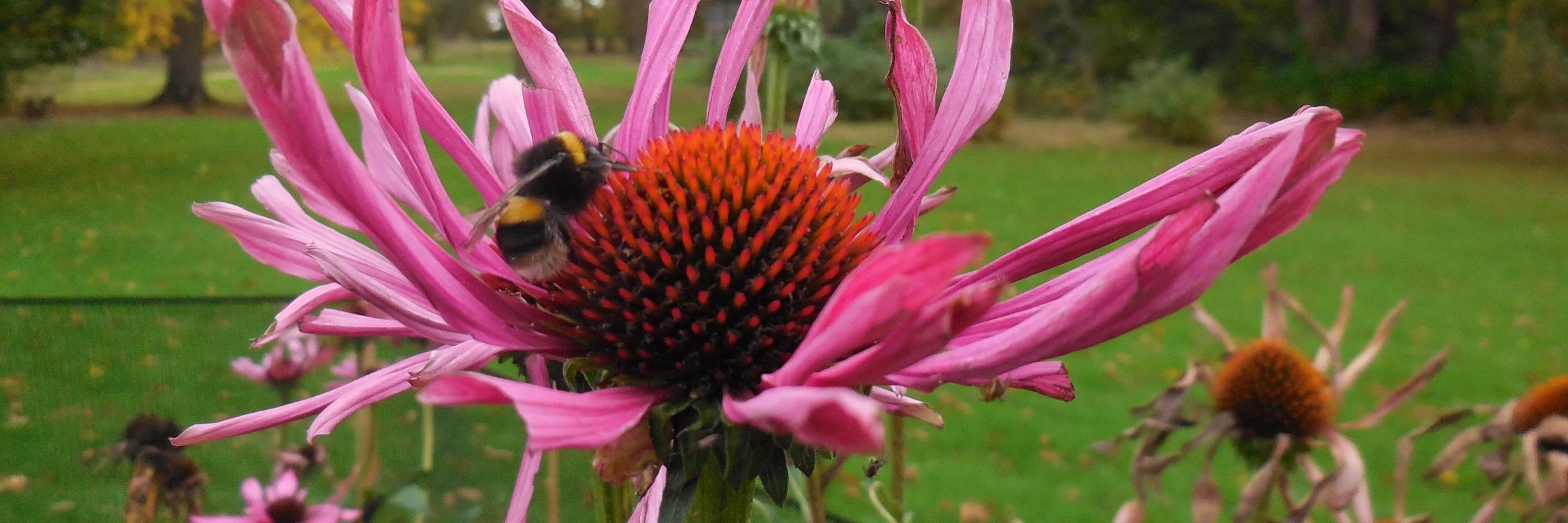 Em_Horticulture's profile banner image