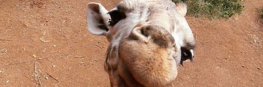 diaryofivory's profile banner image