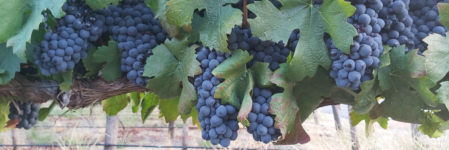 Langelihle Simela banner