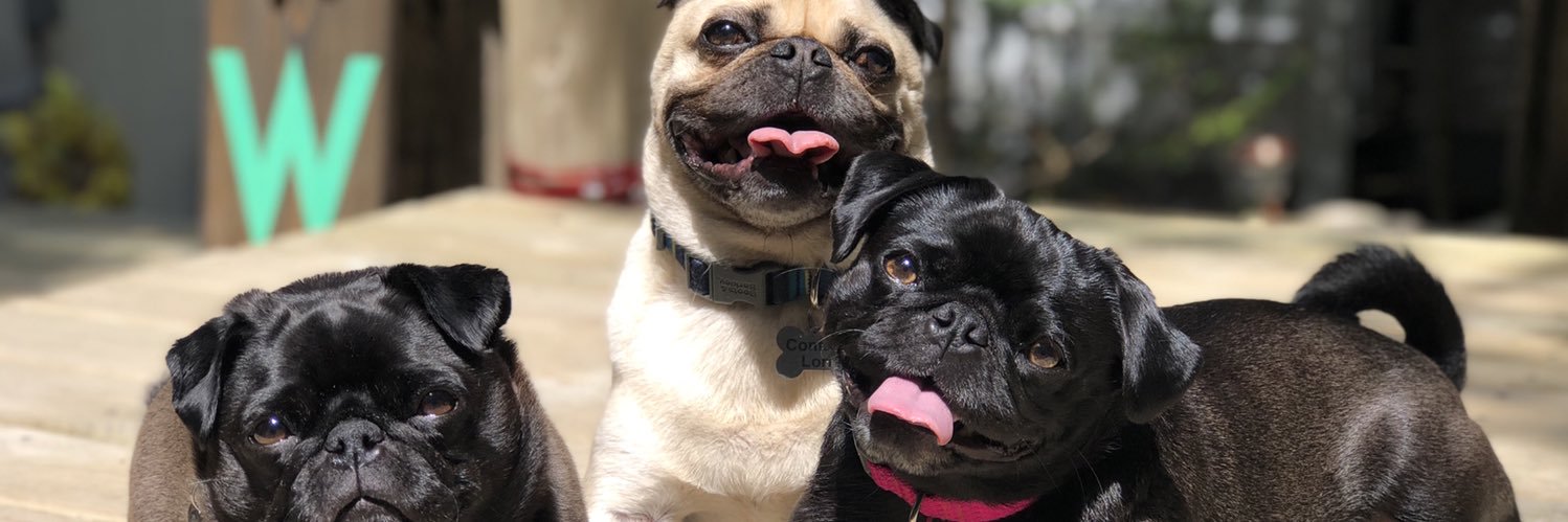Pug Exuberance banner