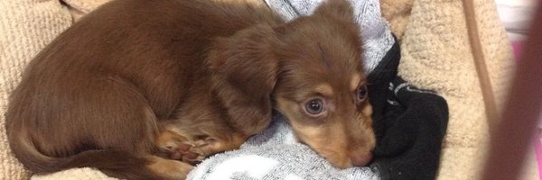 ikunakahara Profile Banner