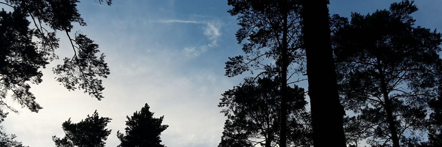 Lisa-Marie Friede banner