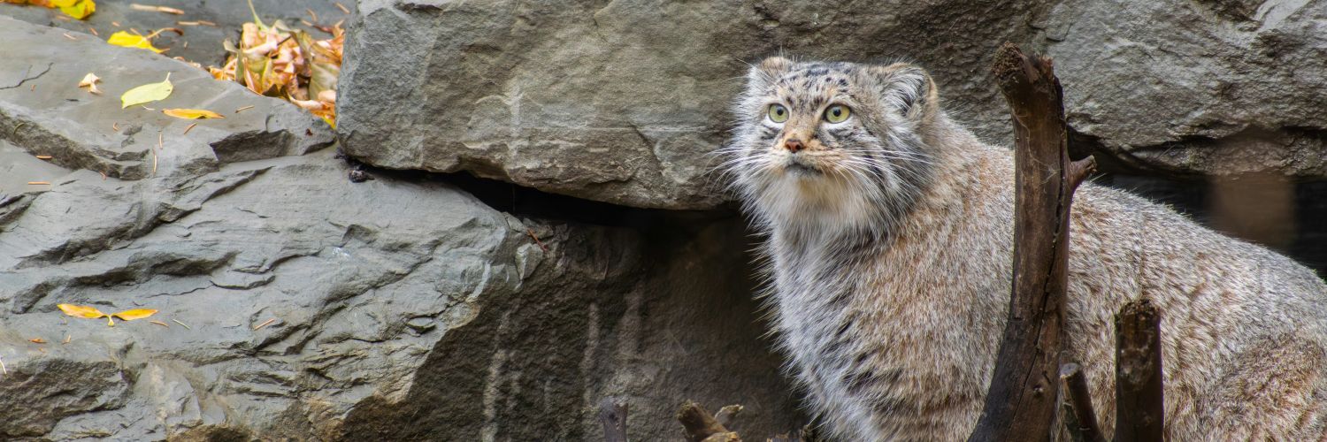 CaesarPallasCat's profile banner image