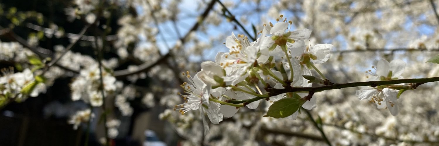 soft_spice's profile banner image