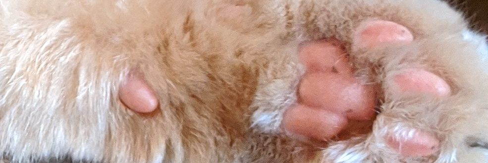 ヤマモト麺 banner