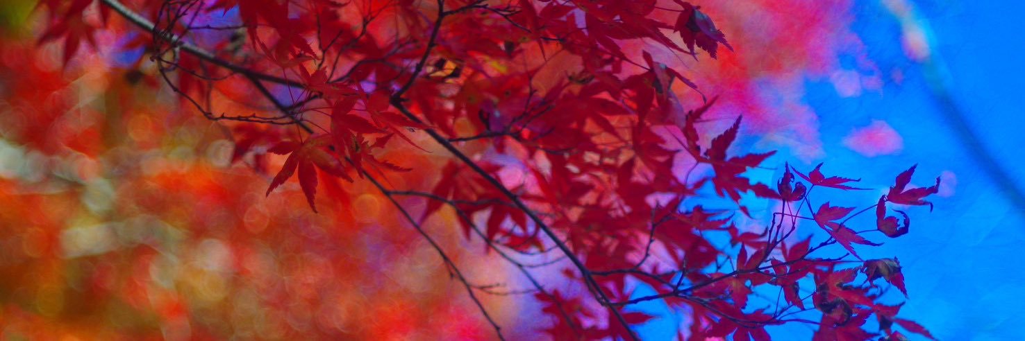 けんけん banner