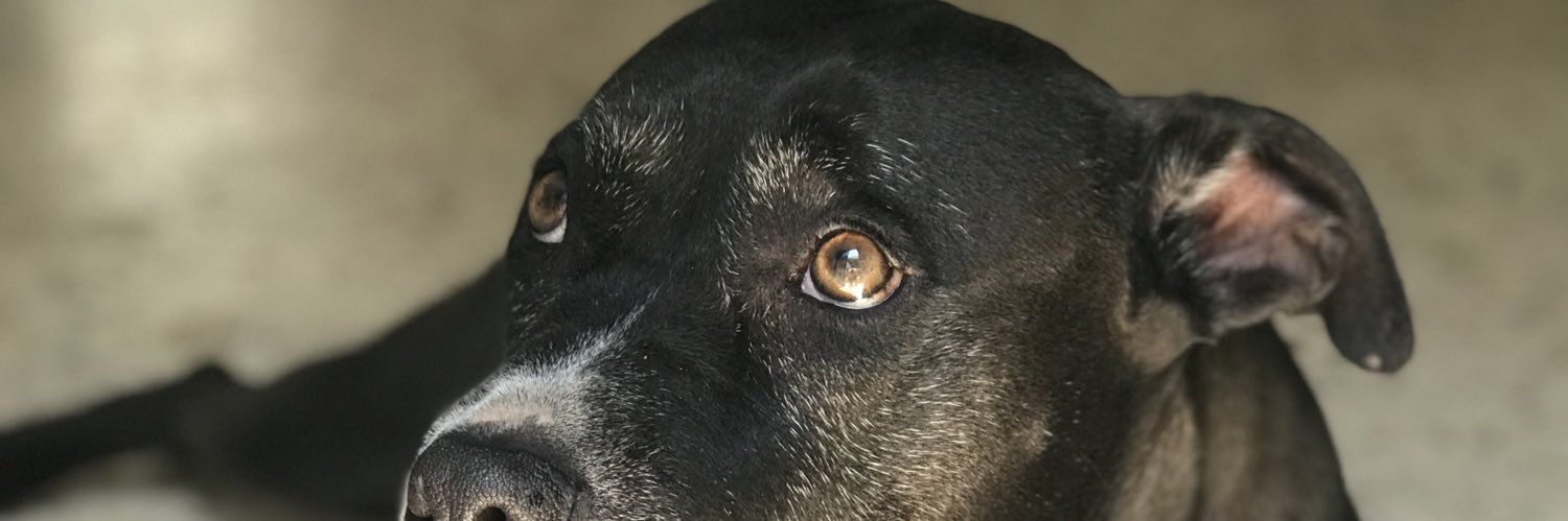 LeKrokodile's profile banner image