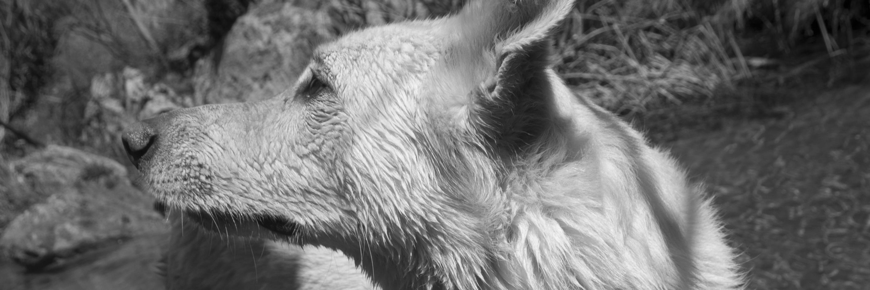 samalandra_dixy's profile banner image