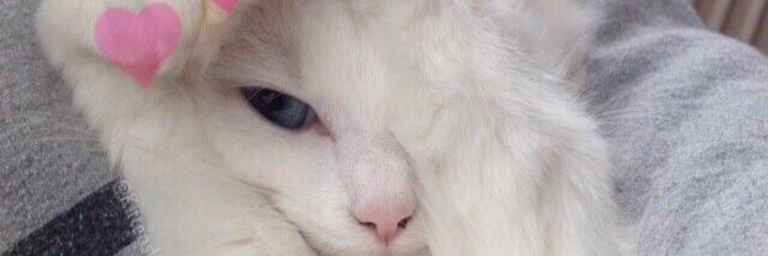dewlyeahn's profile banner image
