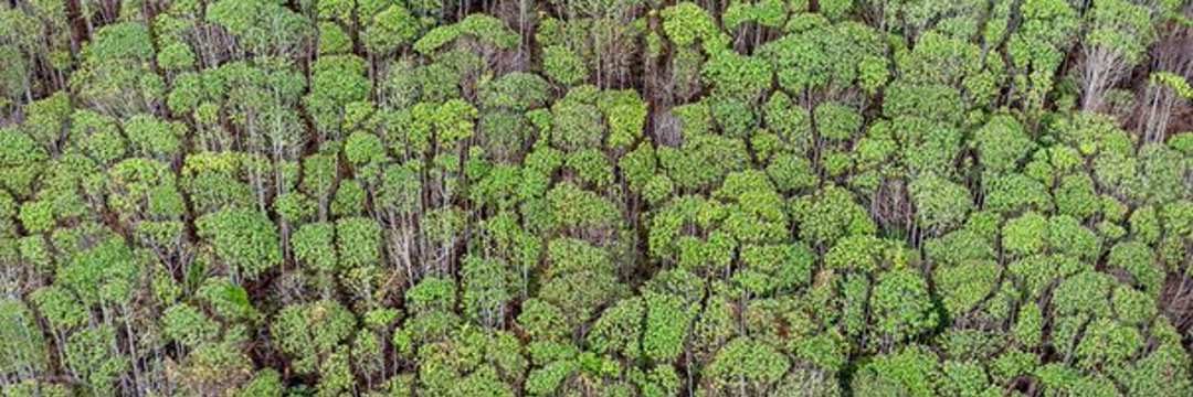 Coalition pour des multinationales responsables banner